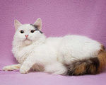 Кошки в Москве: Кошка, которая будет сидеть на руках! И которая наверняка станет вашим преданным хвостиком Девочка, Бесплатно - фото 2