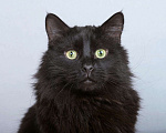 Кошки в Москве: Ласковый чёрный пушистый котик Хеликс Мальчик, Бесплатно - фото 2