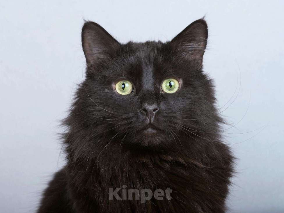Кошки в Москве: Ласковый чёрный пушистый котик Хеликс Мальчик, Бесплатно - фото 2