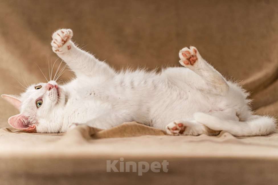 Кошки в Клине: Снежка — белоснежная миниатюрная красавица Девочка, Бесплатно - фото 7