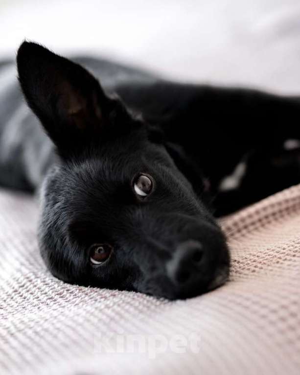 Собаки в Москве: Молли — классическая чёрная собака-метис ищет дом. Девочка, Бесплатно - фото 4