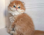 Кошки в Москве: Шикарная золотая шиншилла Мальчик, 60 000 руб. - фото 1