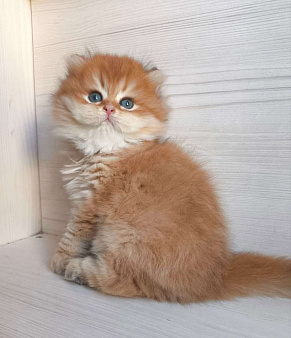 Шикарная золотая шиншилла