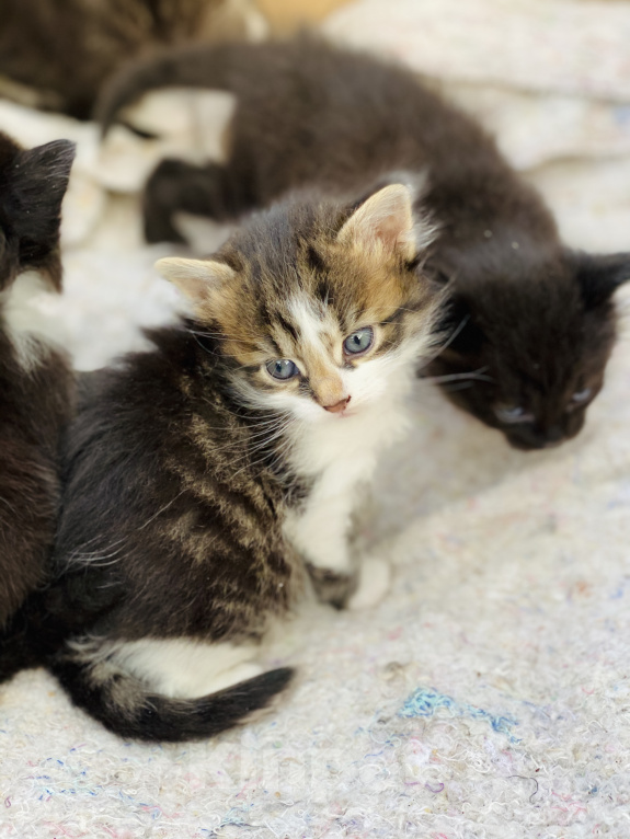 Кошки в Истре: Котята  Девочка, Бесплатно - фото 7