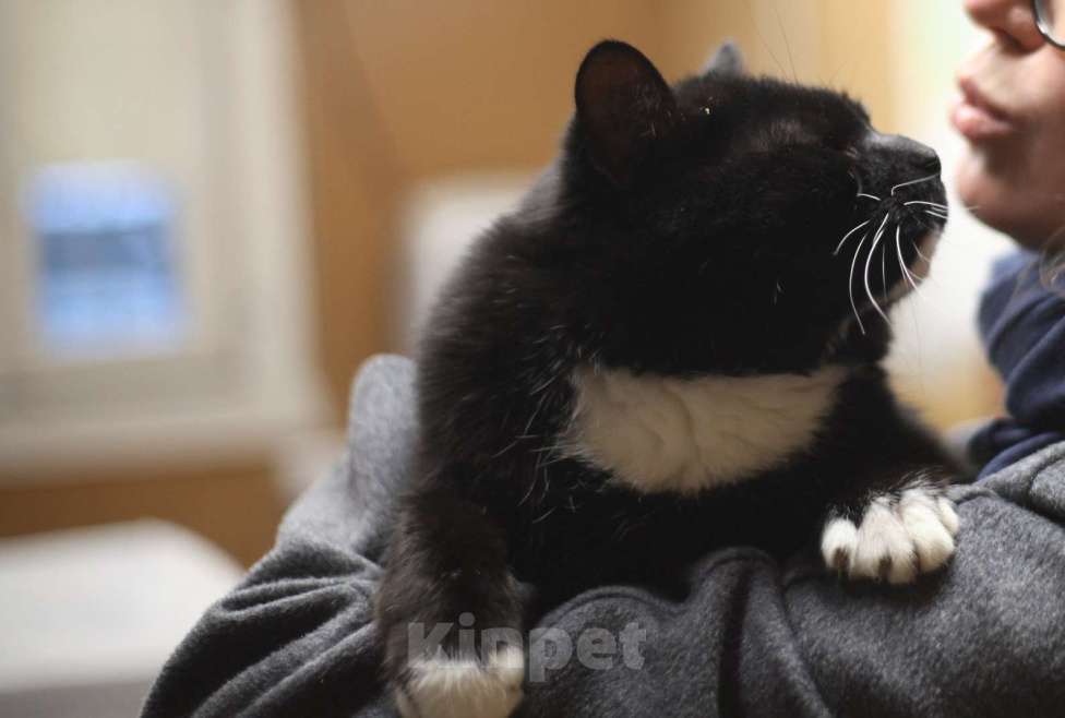 Кошки в Санкт-Петербурге: Очаровательный Дик Мальчик, Бесплатно - фото 2