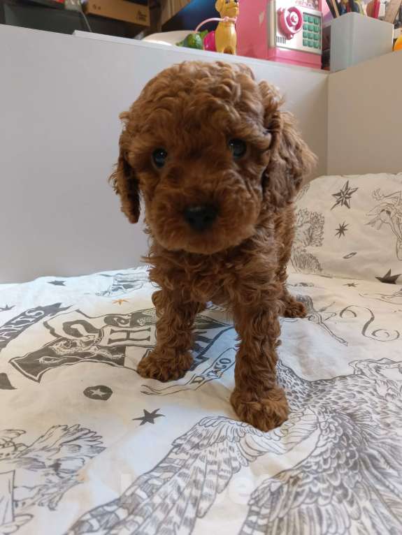 Собаки в Балашихе: Той-пудель мальчик Тедди (со всеми документами) Мальчик, 80 000 руб. - фото 7