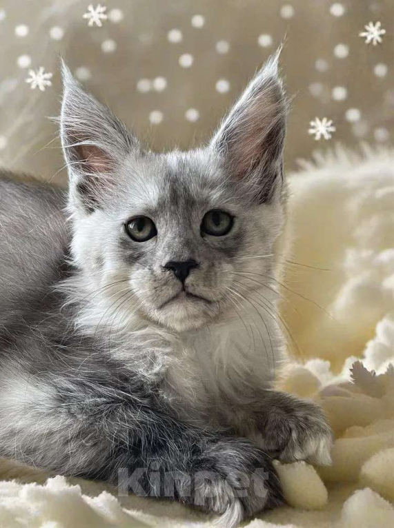 Кошки в Москве: Пушистый ангел для вашего новогоднего настроения Девочка, 100 000 руб. - фото 7