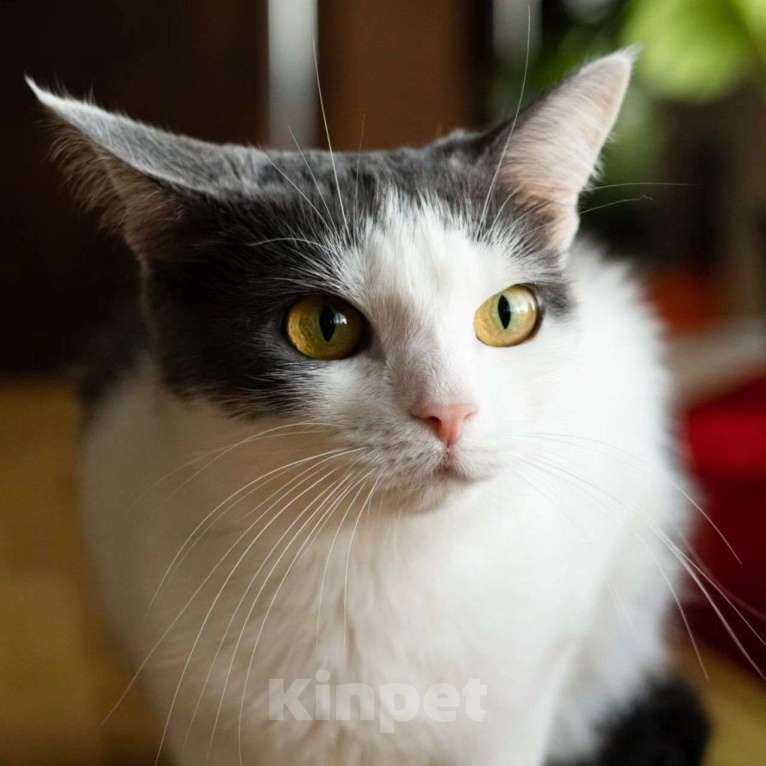 Кошки в Москве: Мира 2 года живёт на передержке в маленьком боксе Девочка, Бесплатно - фото 4