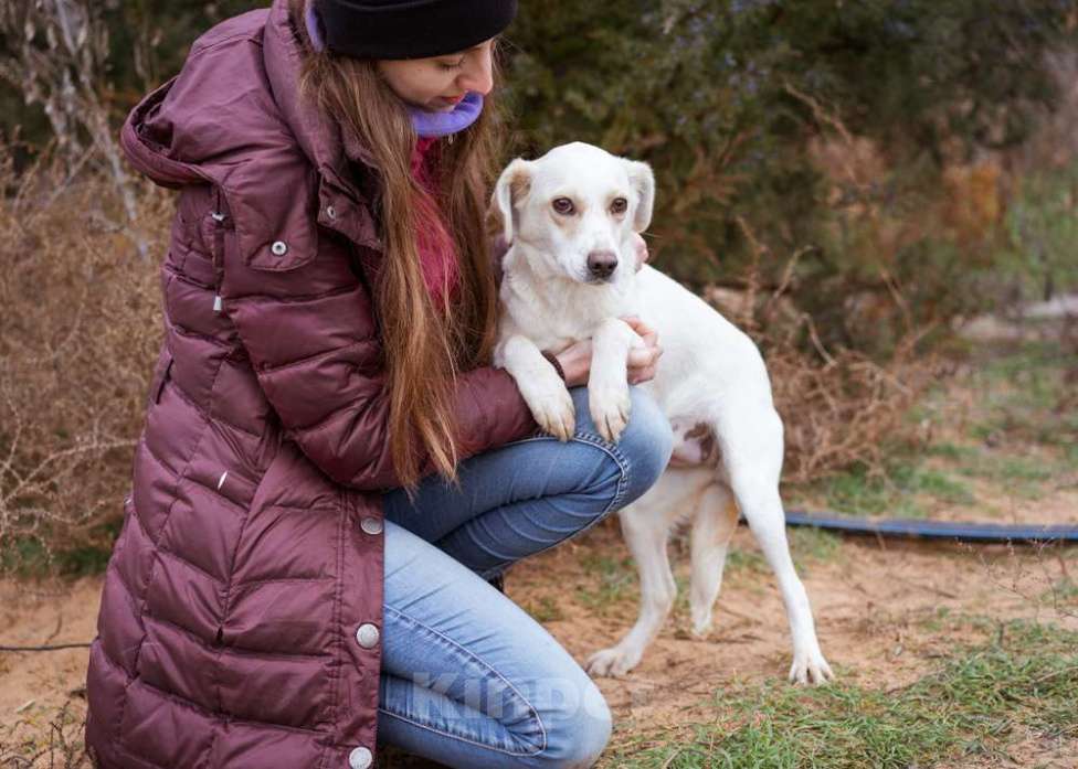 Собаки в Москве: В добрые руки Девочка, Бесплатно - фото 6