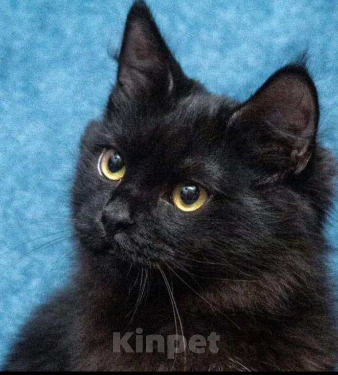 Кошки в Долгопрудном: Красотка Мишель ждёт своего человека Девочка, Бесплатно - фото 10