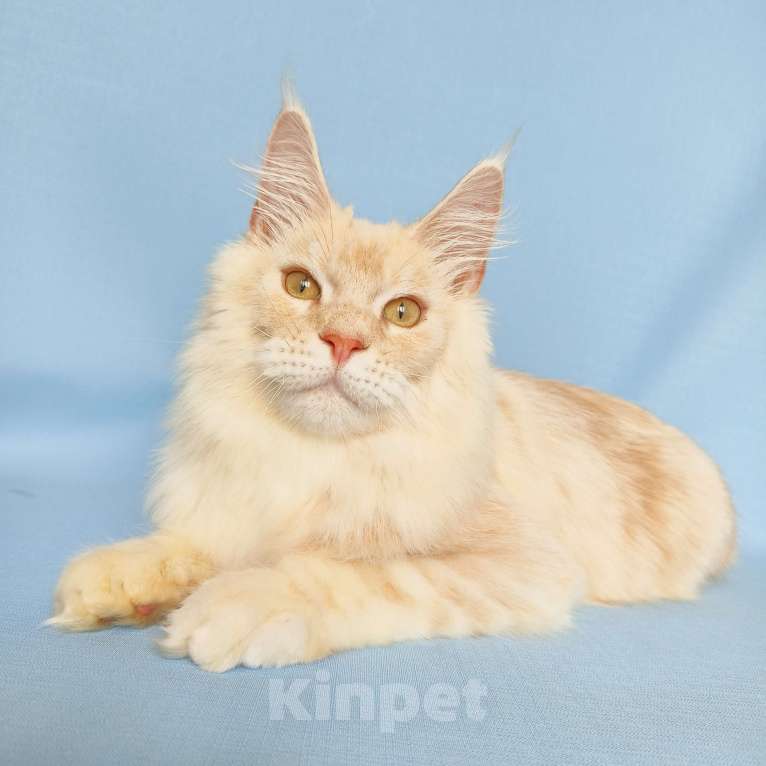 Кошки в Москве: Котёнок Мейн-Кун из питомника Мальчик, 45 000 руб. - фото 10