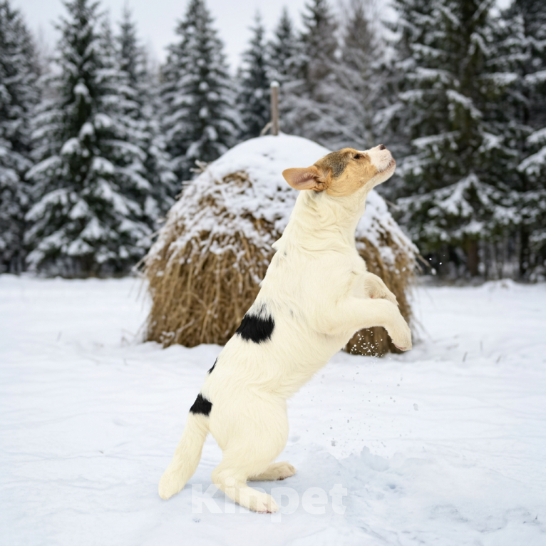 Собаки в Москве: щенок Ева ищет семью Девочка, Бесплатно - фото 6