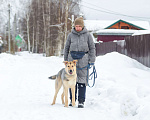Собаки в Электростали: Удивительный пёс Чингиз в поиске дома Мальчик, Бесплатно - фото 6