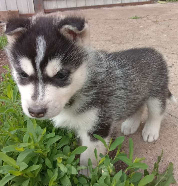 Собаки в Тетюшах: Щенки Сибирской Хаски Мальчик, 7 000 руб. - фото 2