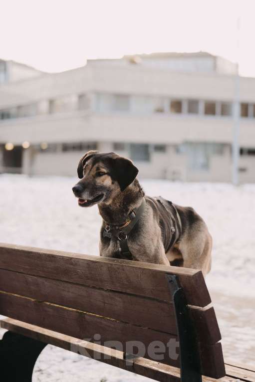 Собаки в Москве: Длиннолапый Хамфр в поиске семьи <3 Мальчик, Бесплатно - фото 4