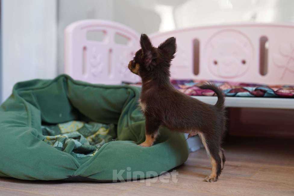 Собаки в Москве: мимишный пушистик Мальчик, 50 000 руб. - фото 2