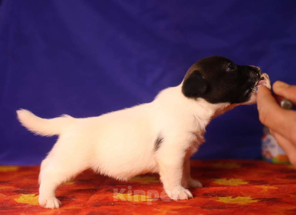 Собаки в Всеволожске: Щенок дрт девочка гладкая бело черная Девочка, 50 000 руб. - фото 3