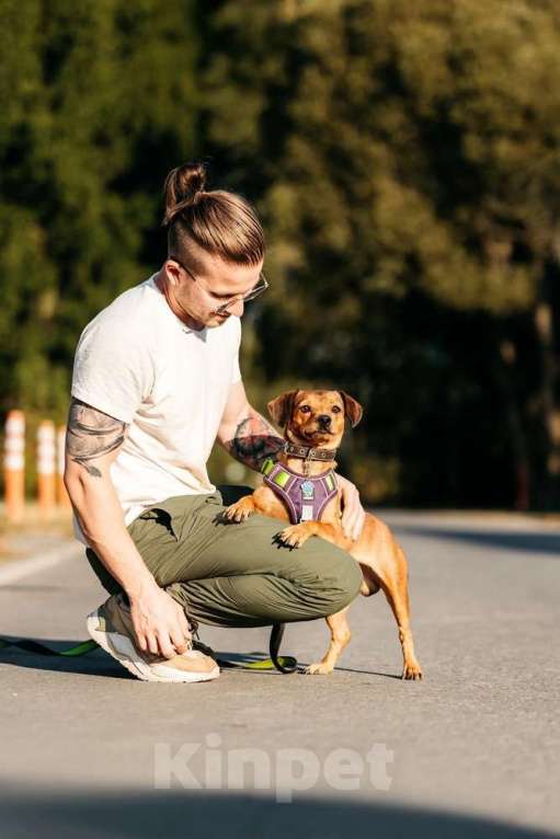 Собаки в Москве: Метис чихуахуа Чарлик в добрые руки Мальчик, 1 руб. - фото 4
