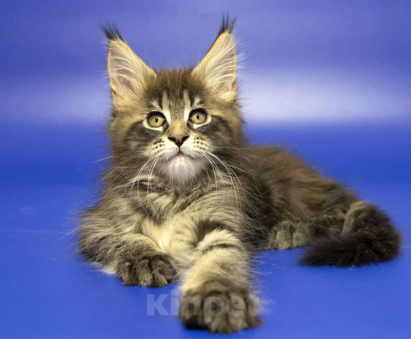 Кошки в Москве: Мейн кун котенок Мальчик, Бесплатно - фото 1