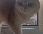 Кошки в Курганинске: Пропала британская кошка Девочка, Бесплатно - фото 2