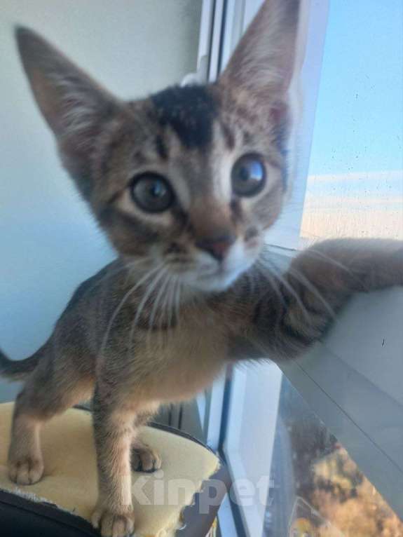 Кошки в Мурином: Абисинка Девочка, 15 000 руб. - фото 1