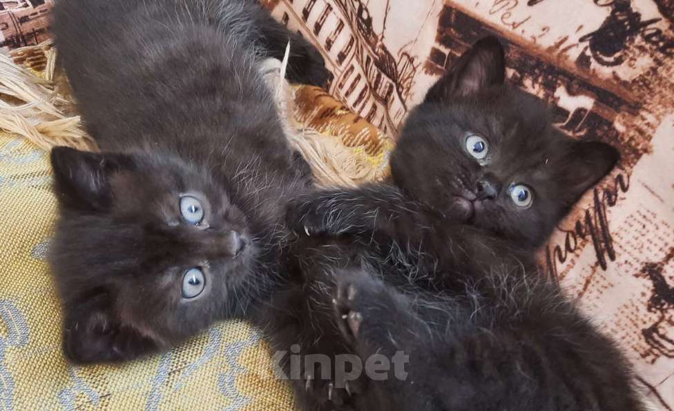 Кошки в Гатчине: Котята девочки темненькие метисы. Девочка, Бесплатно - фото 1