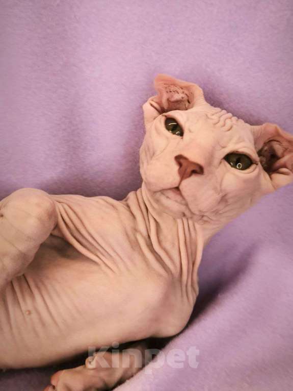 Кошки в Москве: Элитный котенок украинский левкой Мальчик, Бесплатно - фото 3