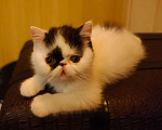 Кошки в Самаре: продажа котенка Мальчик, 20 000 руб. - фото 1