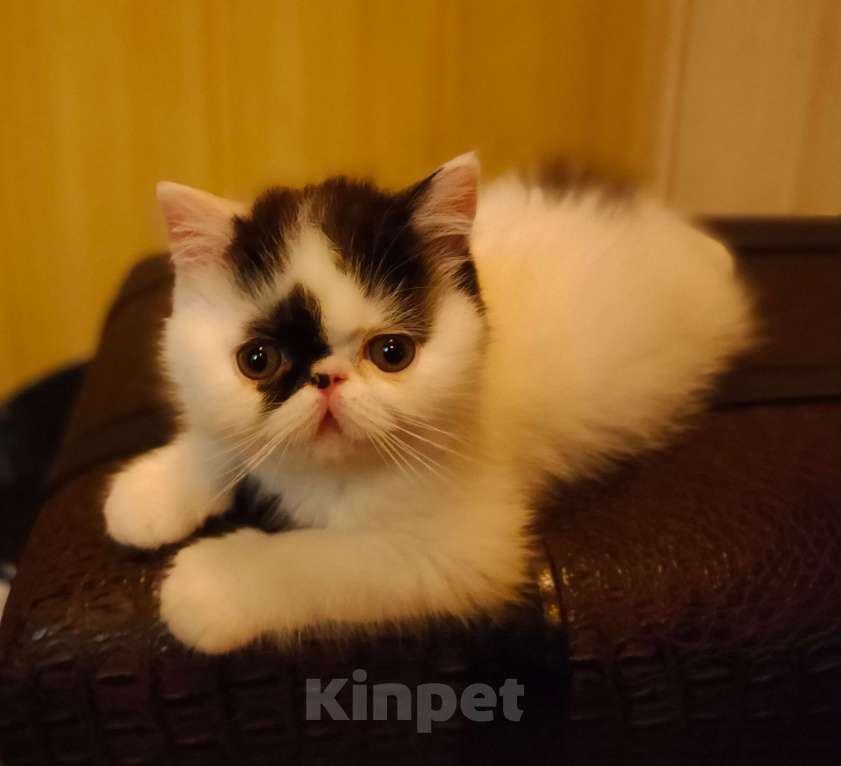 Кошки в Самаре: продажа котенка Мальчик, 20 000 руб. - фото 1