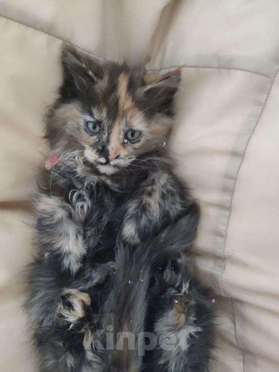 Кошки в Смоленске: котята мейн кун Девочка, 10 000 руб. - фото 1