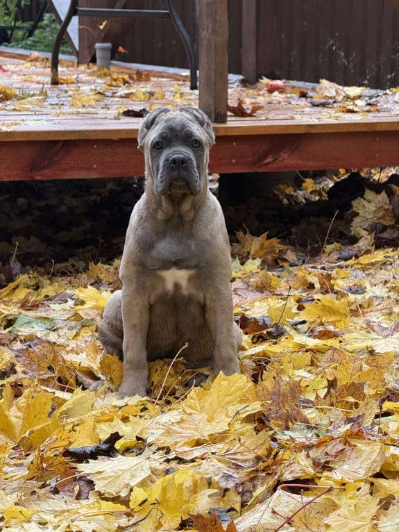 Собаки в Москве: Щенки кане корсо Мальчик, 120 000 руб. - фото 8