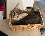 Кошки в Саратове: Котята в добрые руки Девочка, Бесплатно - фото 7