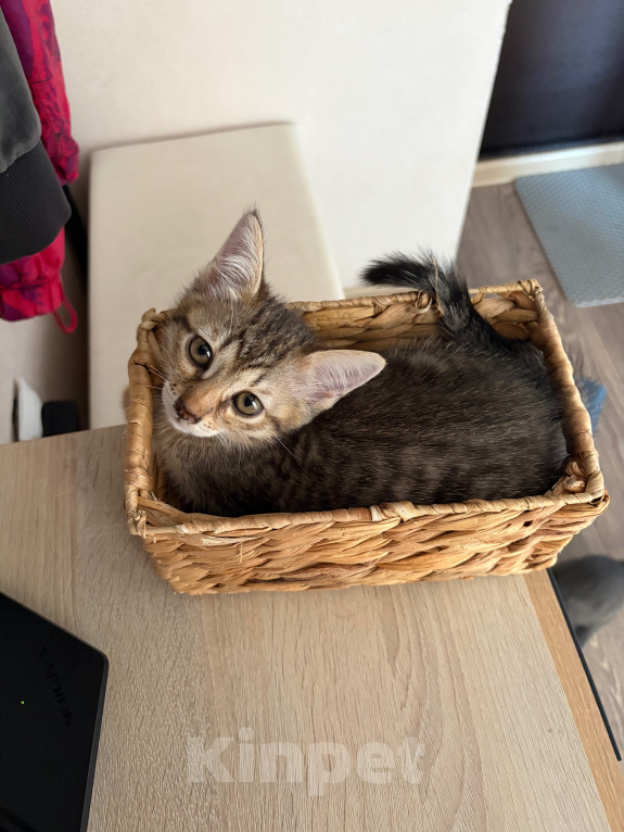 Кошки в Саратове: Котята в добрые руки Девочка, Бесплатно - фото 7
