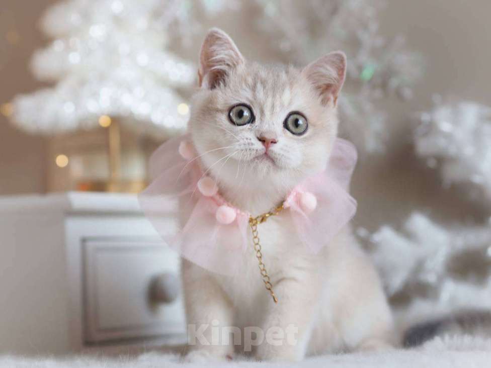 Кошки в Москве: Британская девочка Аура Девочка, 100 000 руб. - фото 8