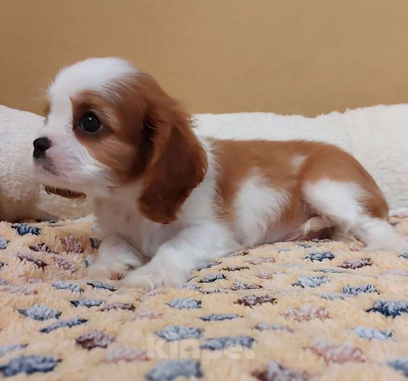 Собаки в Белгороде: Щенки кавалер кинг чарльз спаниель мальчики и девочки  Мальчик, Бесплатно - фото 10