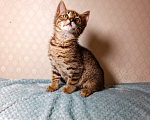 Кошки в Санкт-Петербурге: Тимошка котенок Мальчик, Бесплатно - фото 8