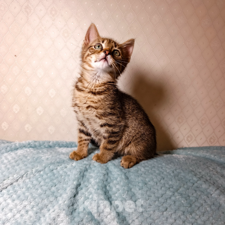 Кошки в Санкт-Петербурге: Тимошка котенок Мальчик, Бесплатно - фото 8