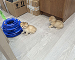 Кошки в Подольске: Шотландские и британские котята Девочка, Бесплатно - фото 7