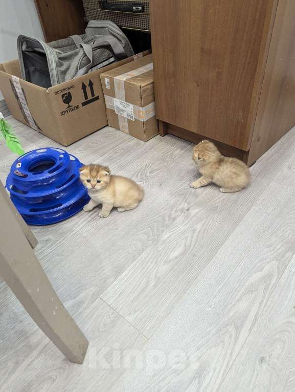 Кошки в Подольске: Шотландские и британские котята Девочка, Бесплатно - фото 7