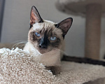 Кошки в Реутове: Котенок мальчик в добрые руки Мальчик, Бесплатно - фото 1