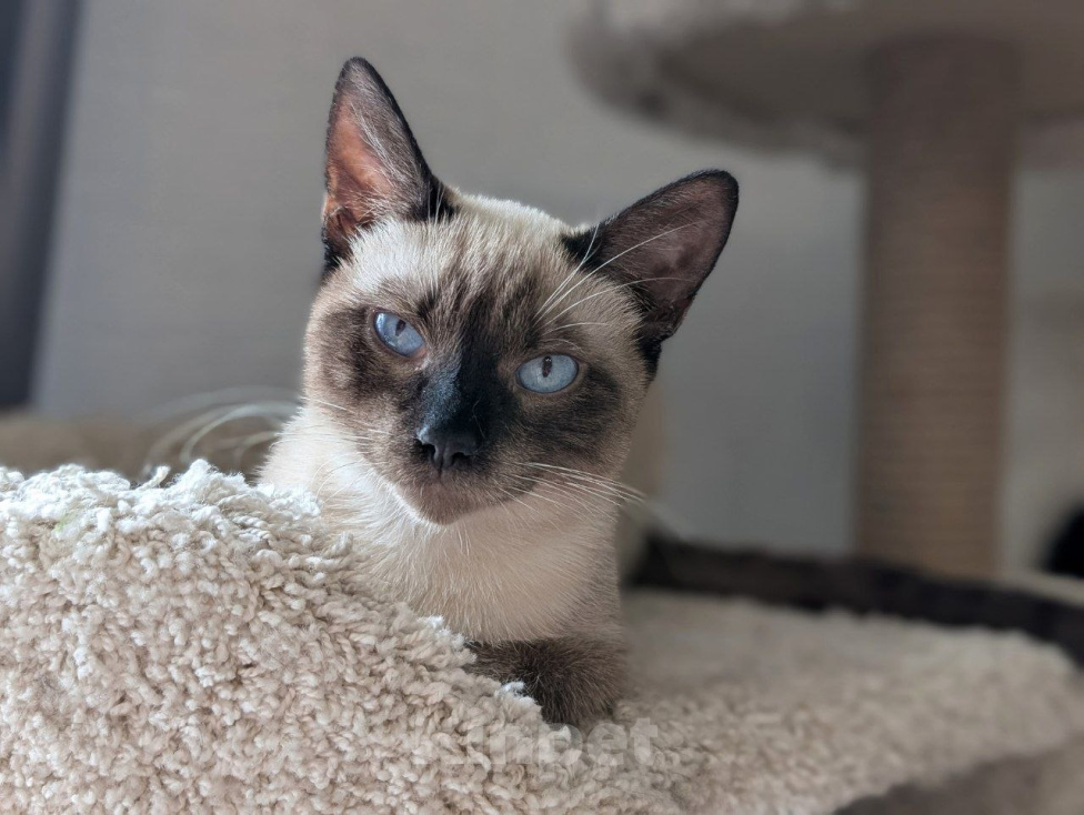 Кошки в Реутове: Котенок мальчик в добрые руки Мальчик, Бесплатно - фото 1