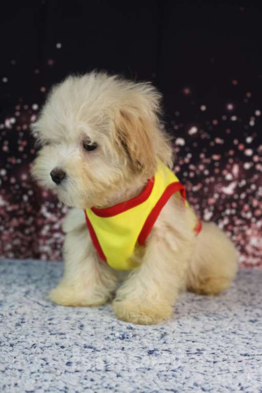 Собаки в Краснодаре: Мини красавчик Мальчик, 30 000 руб. - фото 3