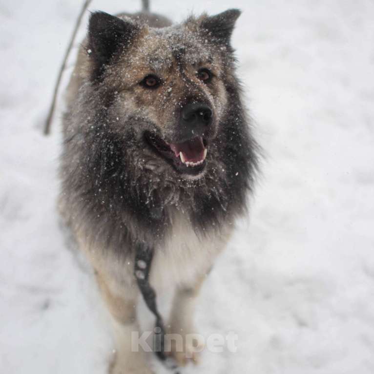Собаки в Москве: Реми Мальчик, Бесплатно - фото 1