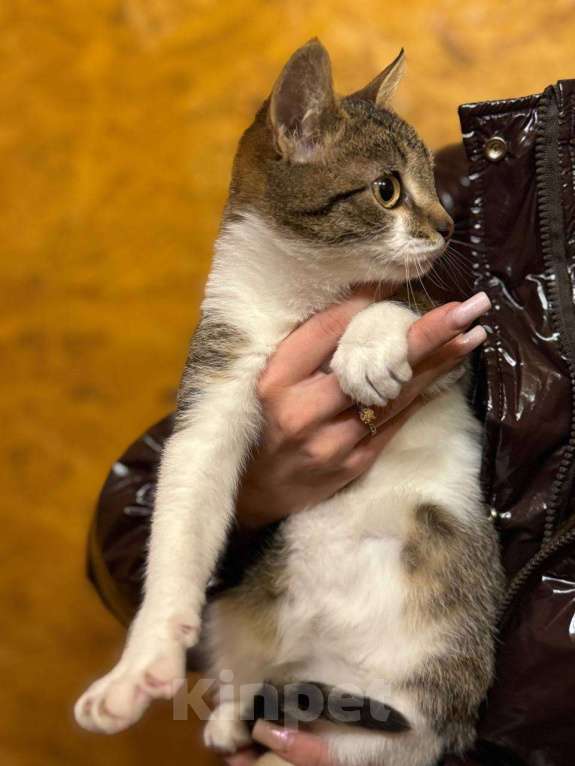 Кошки в Москве: Ласковый котенок Бантик ищет дом! Мальчик, Бесплатно - фото 4