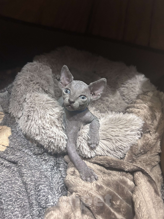 Кошки в Москве: Синий Мальчик, 20 000 руб. - фото 1