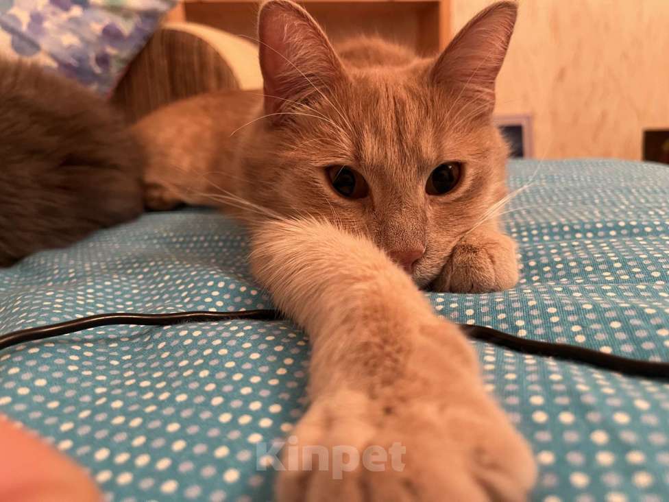 Кошки в Санкт-Петербурге: Пропал Кот Мальчик, Бесплатно - фото 2