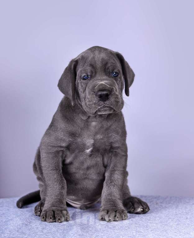 Собаки в Нижнем Новгороде: Немецкий Дог Чемпион Моего Сердца (Синяя лента) Мальчик, 100 000 руб. - фото 10