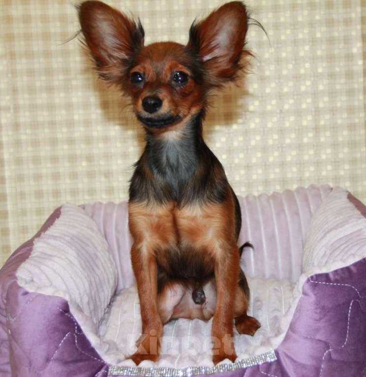 Собаки в Выборге: Подрощенный щенок русского тоя Мальчик, 30 000 руб. - фото 4