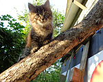Кошки в Иваново: Отдадим в добрые руки двух замечательных котят. Мальчик, 1 руб. - фото 6