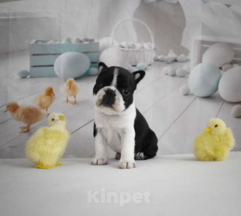 Собаки в Люберцах: Бостон терьер малыш Мальчик, 80 000 руб. - фото 1